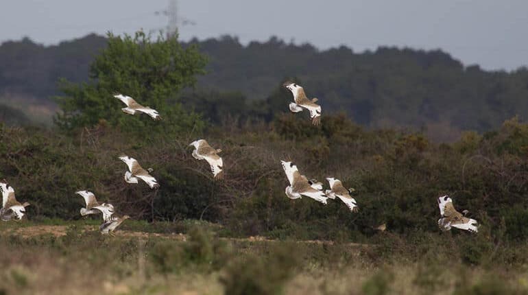 Pr S De B Ziers Cadavres Doiseaux D Couverts En Moins Dun Mois