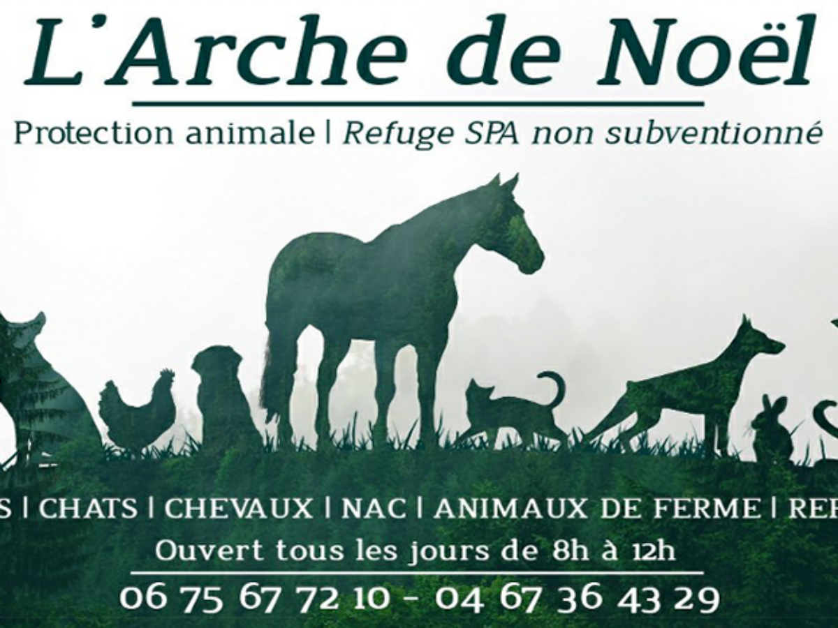 B ziers Adoptez un animal au refuge de l Arche de No l H rault