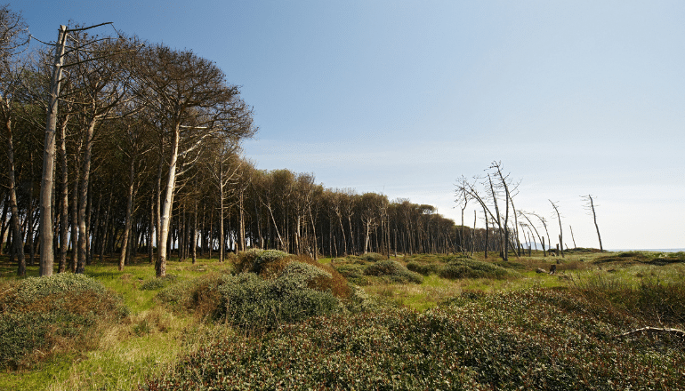 Forêt méditerranéenne ©️Canva