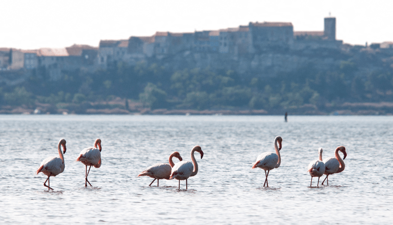 Flamants roses dans l'étang de Bages © Idriss Bigou-Gilles / Aude Tourisme