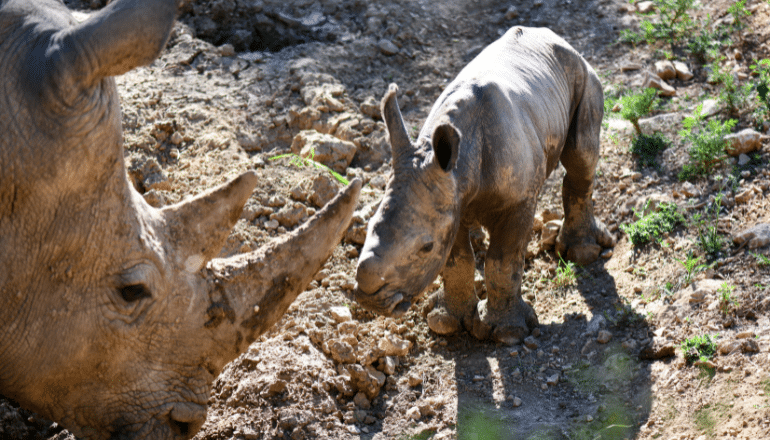 Bébé rhinocéros blanc ©Zoo de Montpellier