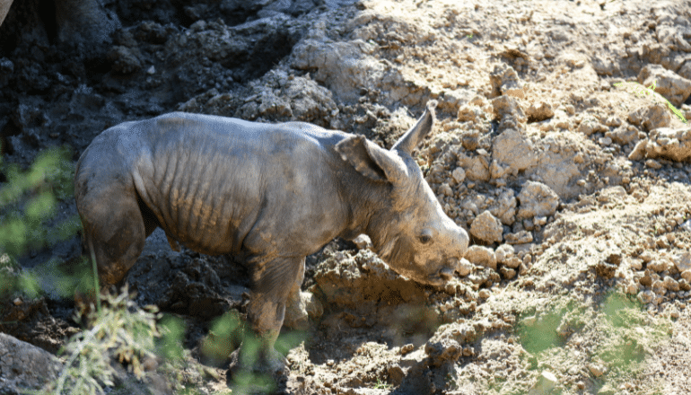 Naissance rhinocéros blanc ©Zoo de Montpellier