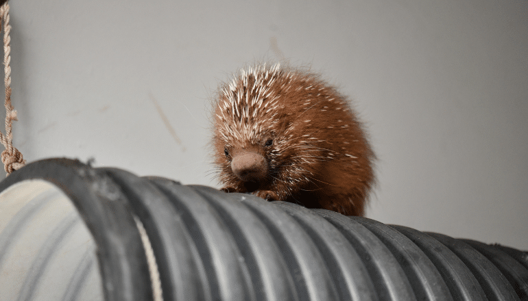 Caendou ©Zoo de Lunaret