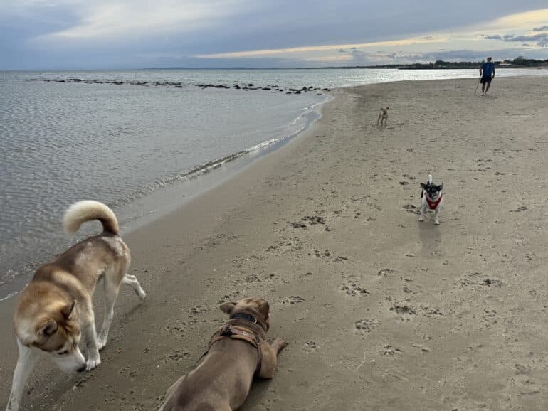 cani plage tamarissiere ©EG