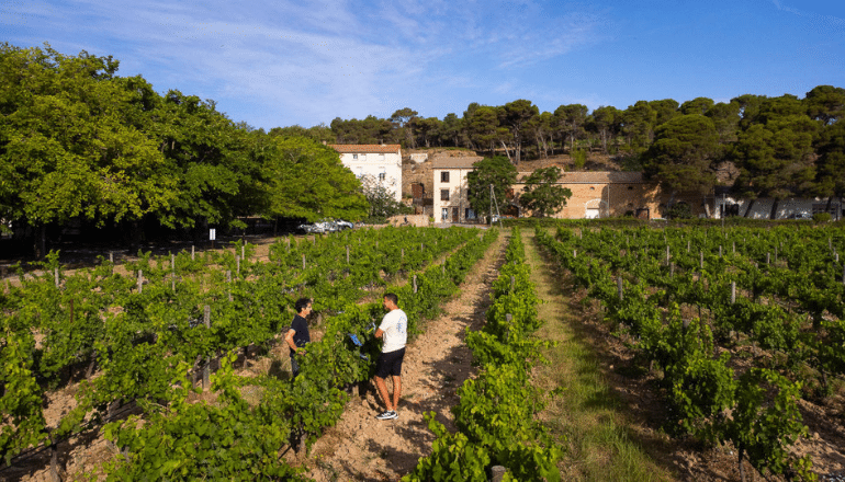 Les vignes du domaine de Pech-Roucge © Xavier Remongin / Ministère de l’Agriculture.