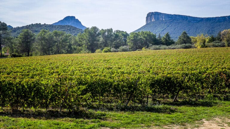 Vignobles du Pic Saint-Loup ©E.Brendle/Hérault Tourisme