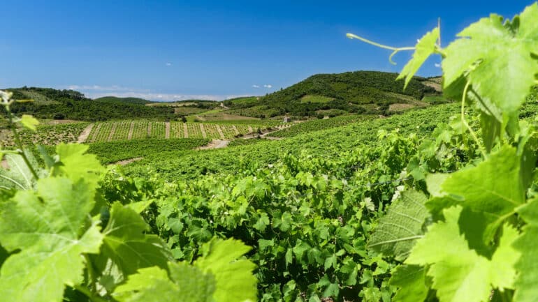 Vignobles Roquebrun ©E Brendle/Hérault Tourisme