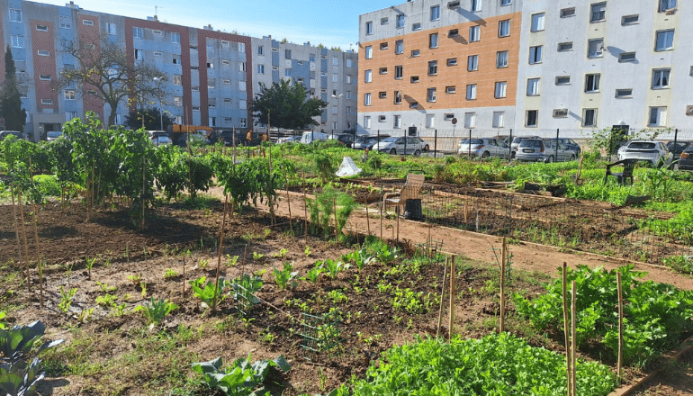 Les jardins partagés sont cultivés depuis le printemps dernier au milieu des bâtiments de la cité de la Roquette. T.O / Hérault Tribune