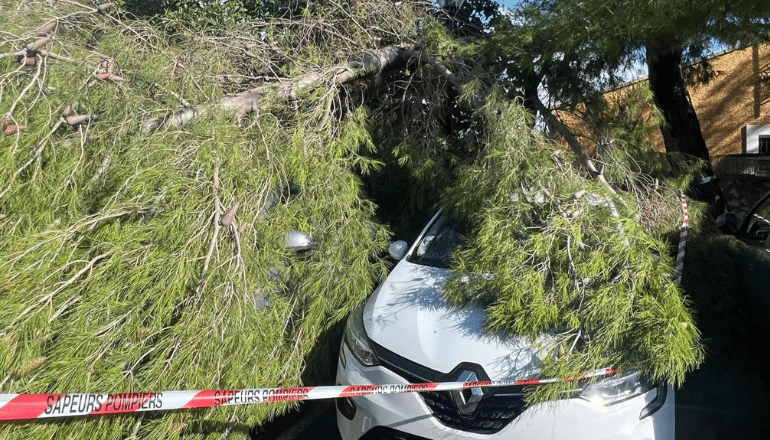 Des arbres déracinés, des voitures endommagées © Ville de Frontignan.