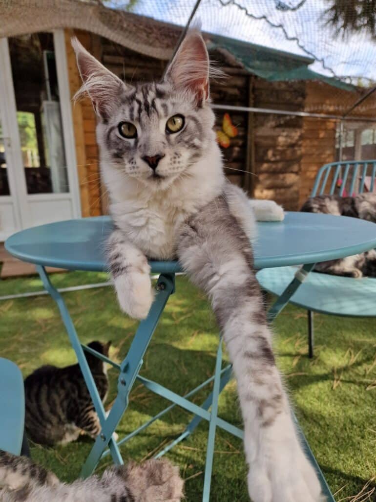 Chat Maine Coon ©EB