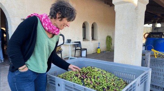 les particuliers déposent leurs olives au domaine de l'Oulivie. © T.O / Hérault Tribune